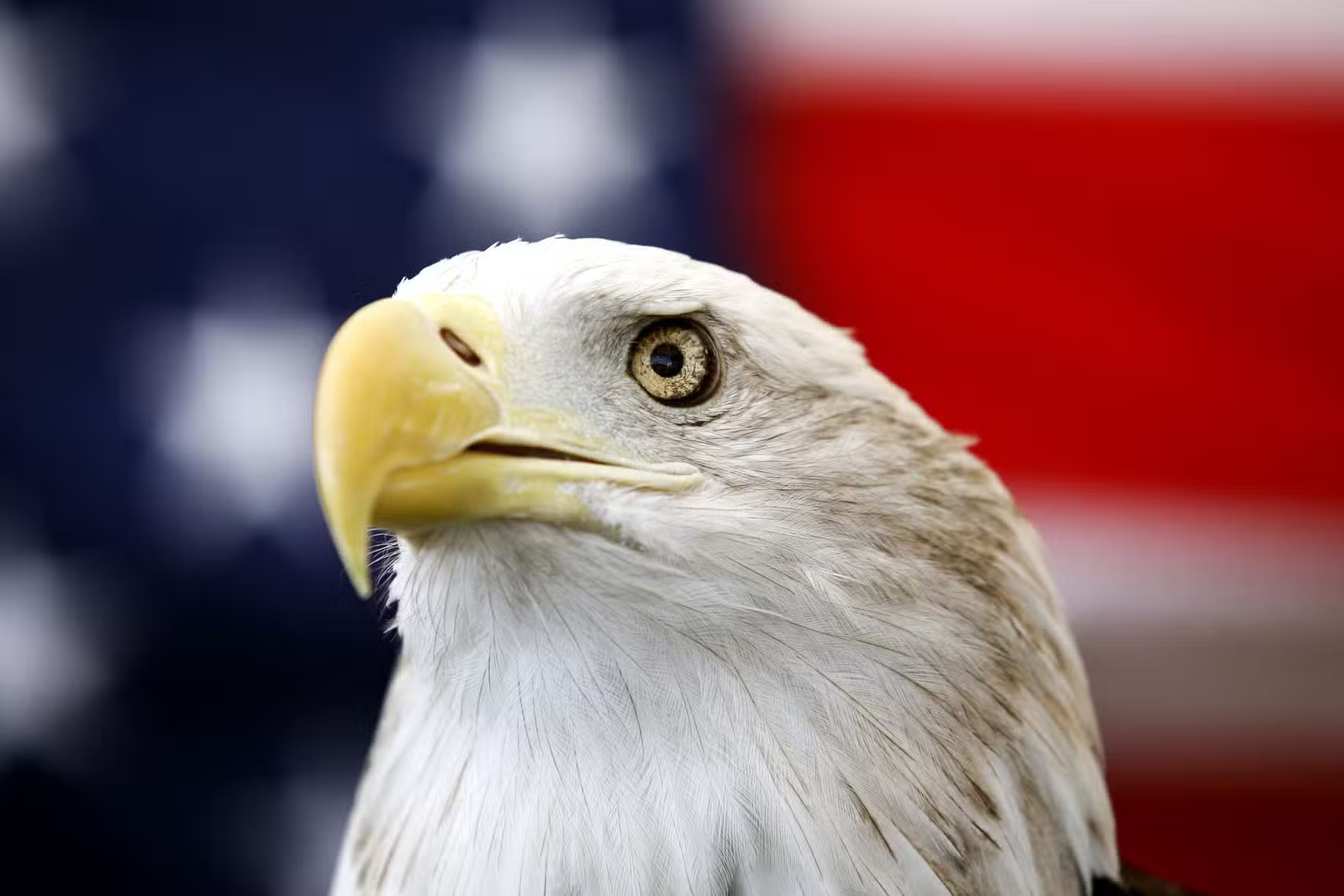 Biden Signs Law Officially Declaring Bald Eagle as National Bird of the U.S.